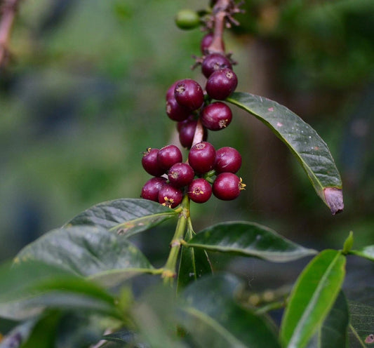 Café de Etiopía – Guji Shakisso Hadeso - Lavado Organico