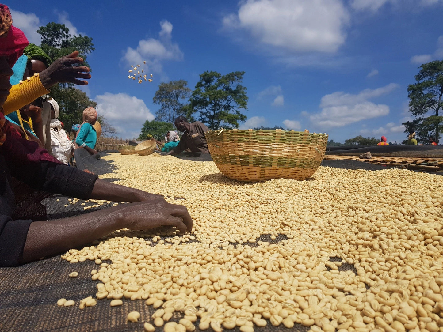 Café de Etiopía – Guji Shakisso Hadeso - Lavado Organico