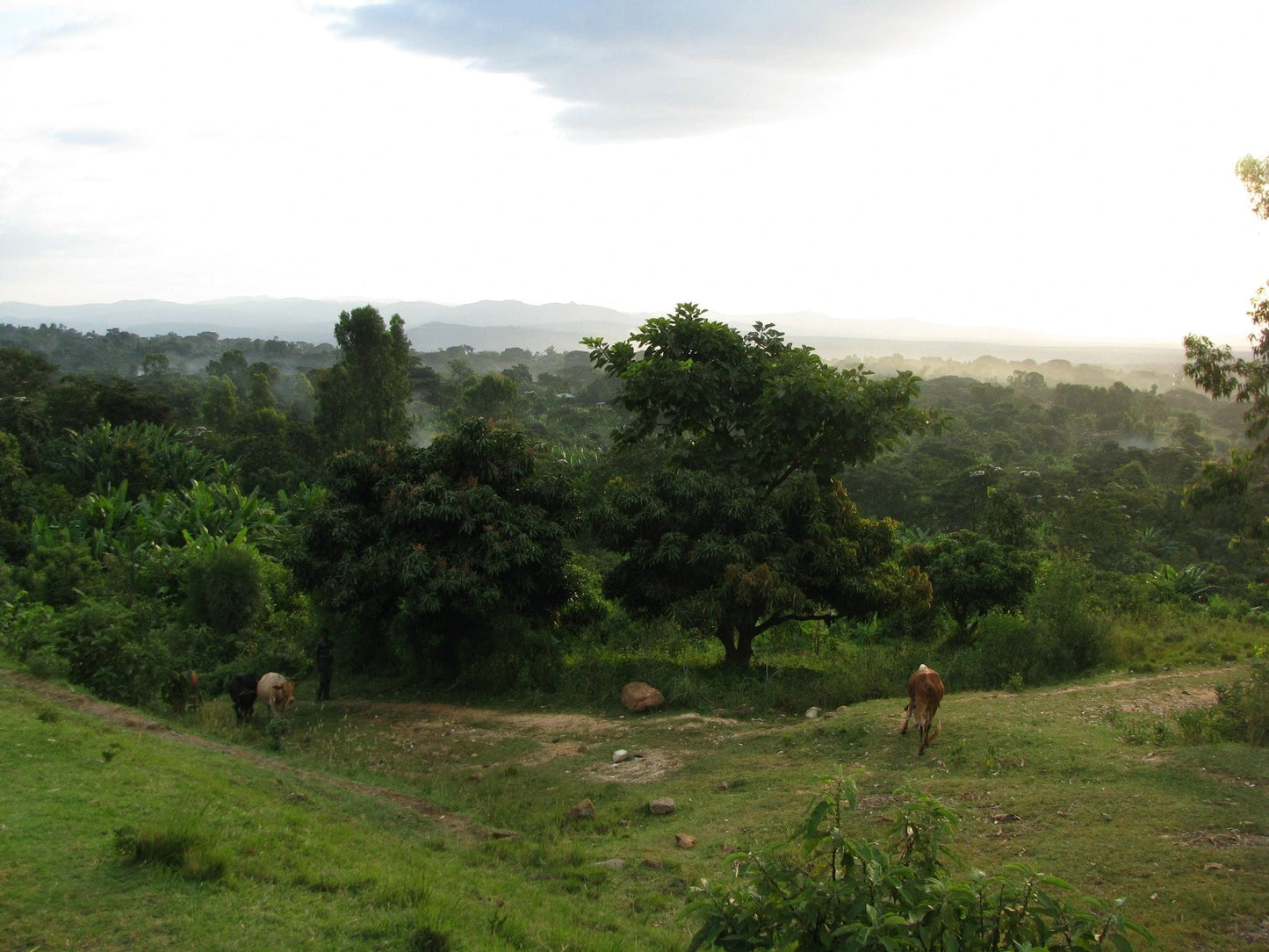 Café de Etiopía - Sidama (lavado)