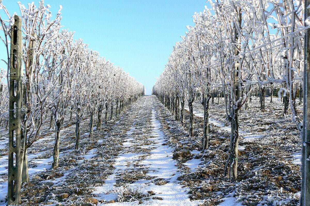 Vino Blanco Alice Bel Colle Moscato D’asti 2024 - Black Jebena
