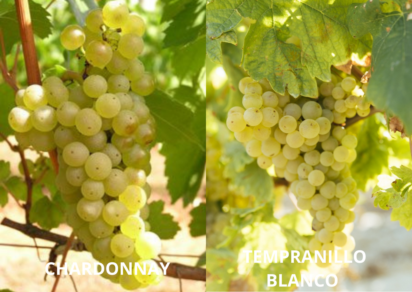 Vino Blanco El Santiguadero 2022