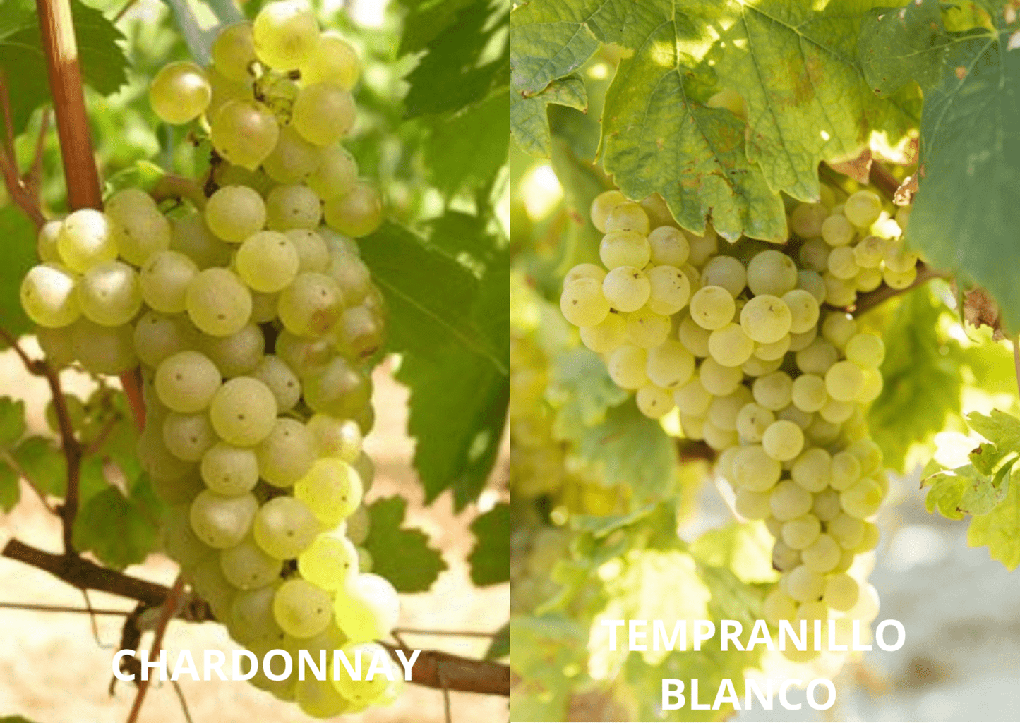 Vino Blanco El Santiguadero 2022 - Black Jebena