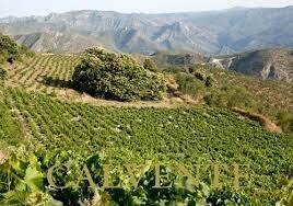 Vino Blanco Lovelia 2024