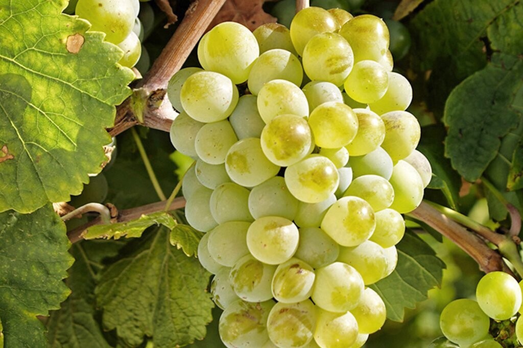 Vino Blanco Nekora Frizze