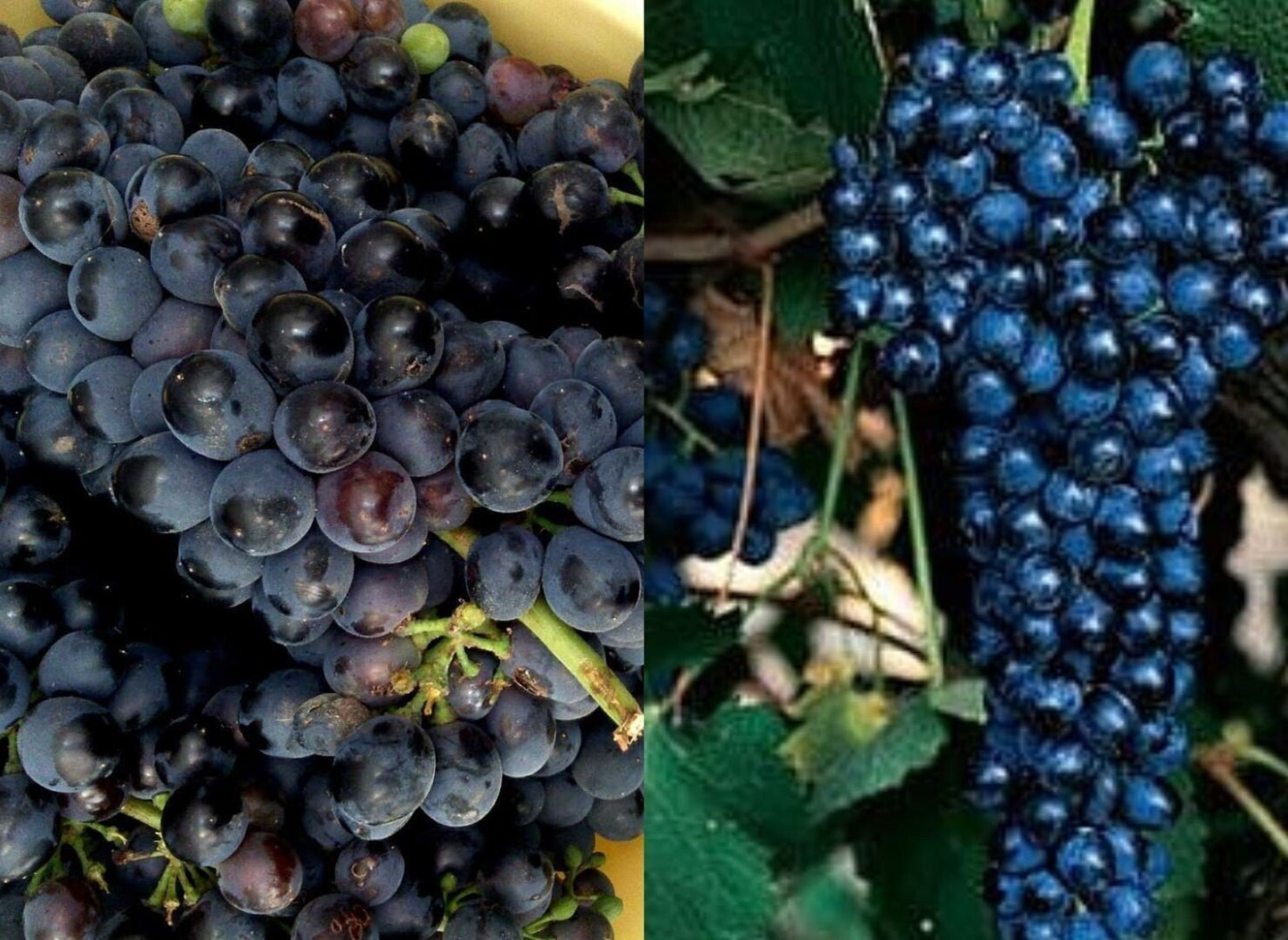 Vino Tinto Iceni 2024 - Black Jebena