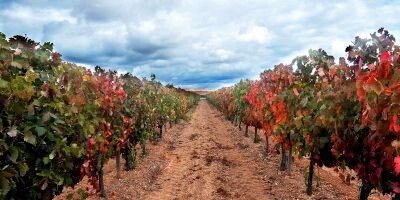 Vino Tinto Loess Inspiration 2023 - Black Jebena