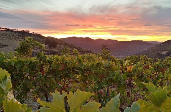 Vino Tinto Pinchaperas 2024 (ecológico)
