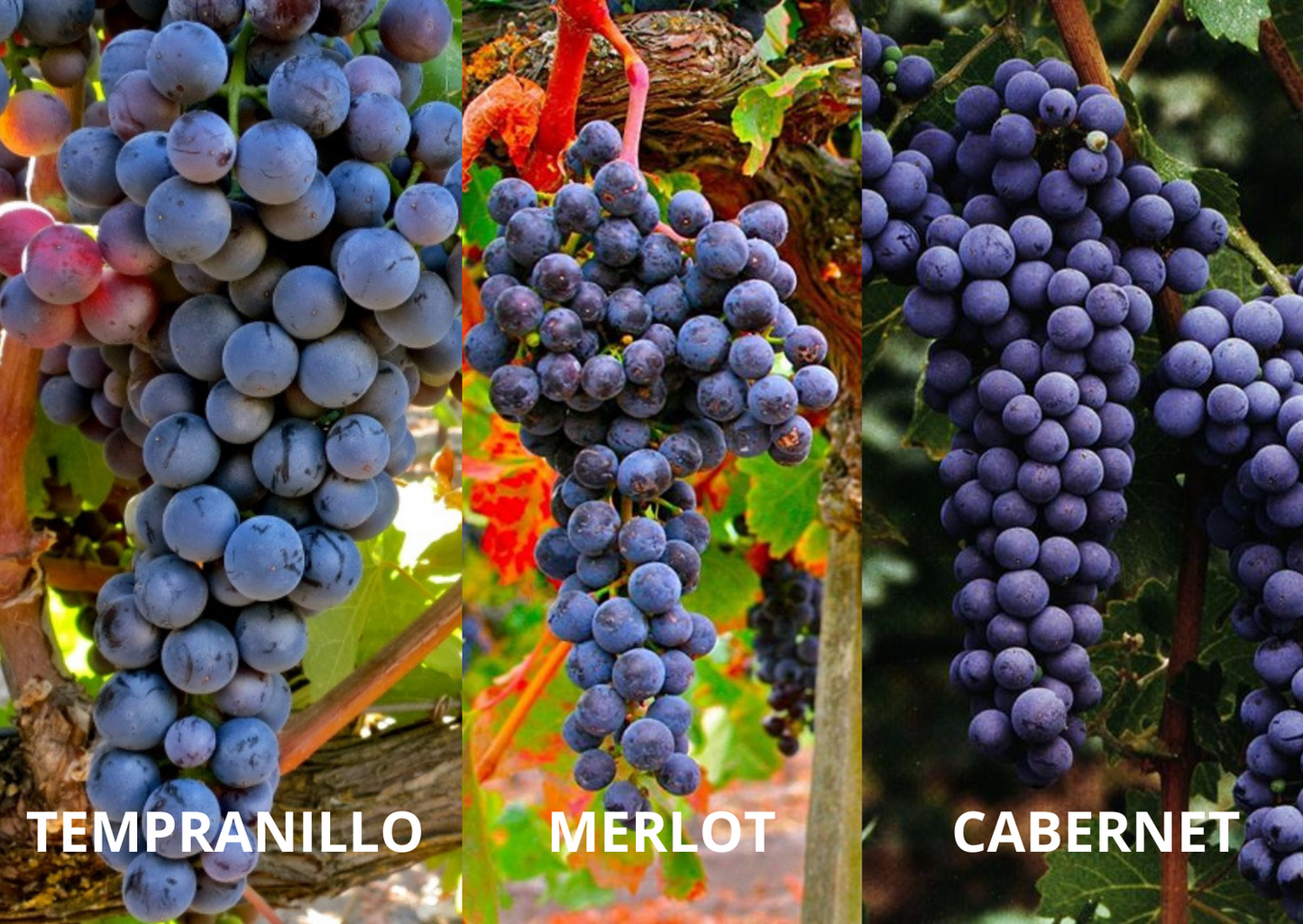 Vino Tinto Salvio 2023