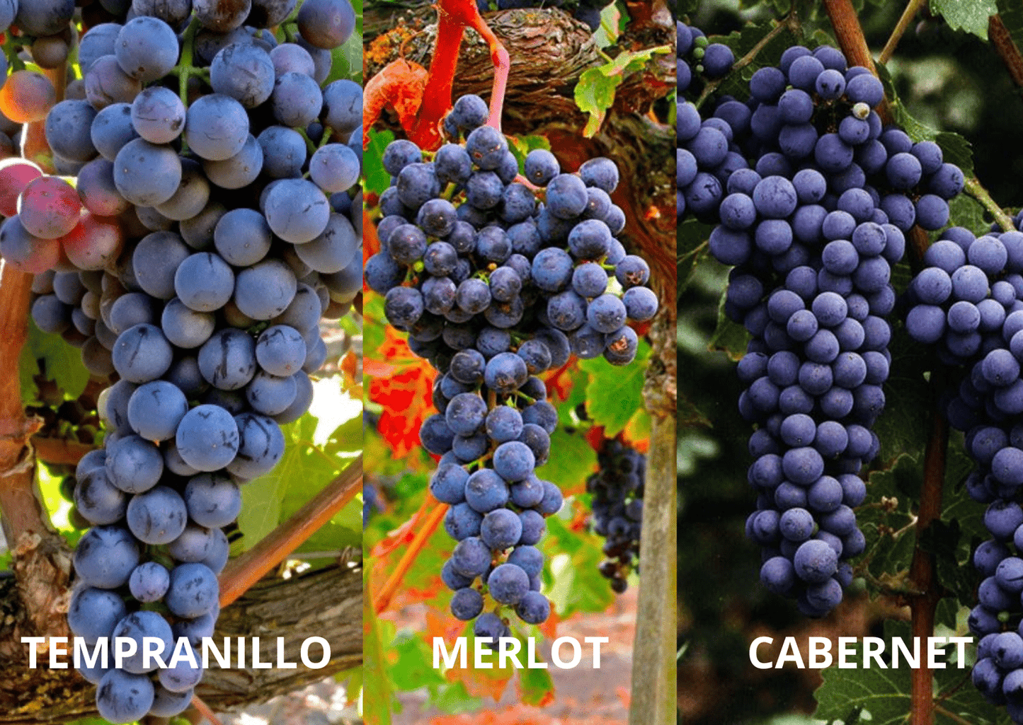 Vino Tinto Salvio 2023 - Black Jebena