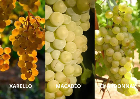 Vino Espumoso Raventos Basagoiti Inicial - Eco - Black Jebena