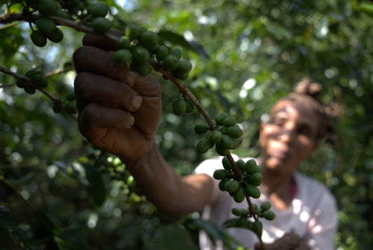 #28 - ¿Es el café de Etiopía ecológico?