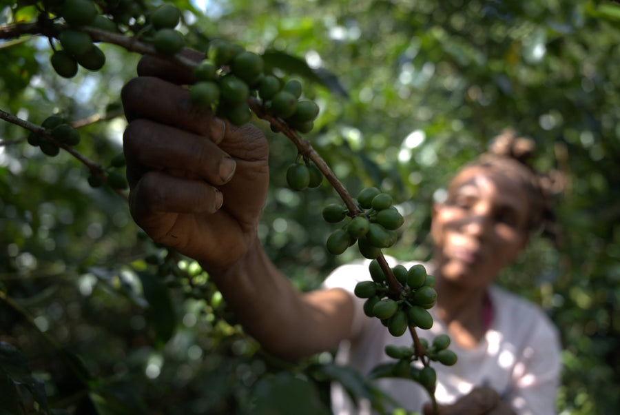 #27 - ¿Es el café de Etiopía ecológico?
