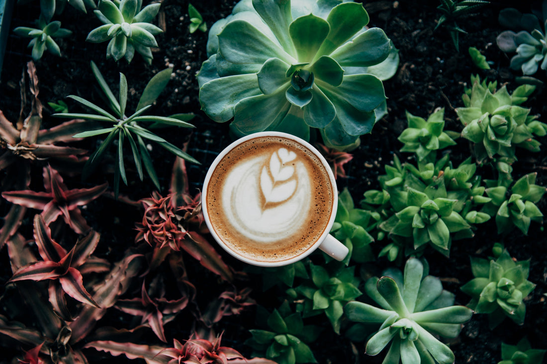 coffee summer
