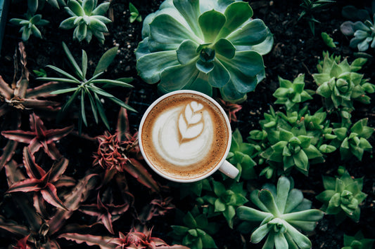 coffee summer