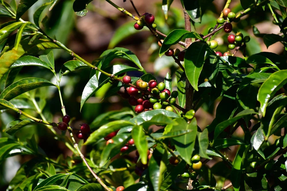 Café de Etiopía – Bombe Ayla Sidamo - Lavado