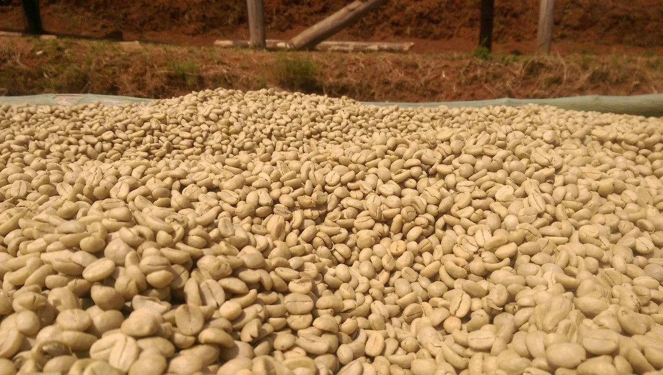 Café de Etiopía – Bombe Ayla Sidamo - Lavado
