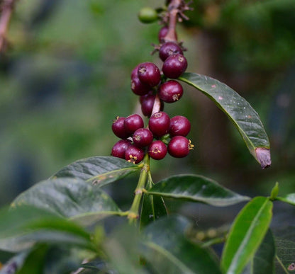 Café de Etiopía – Guji Shakisso Hadeso - Lavado Organico