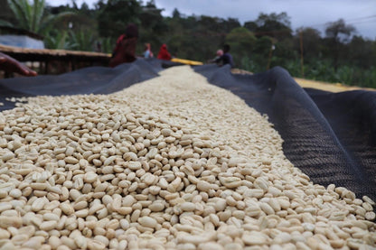 Café de Etiopía – Guji Shakisso Hadeso - Lavado Organico