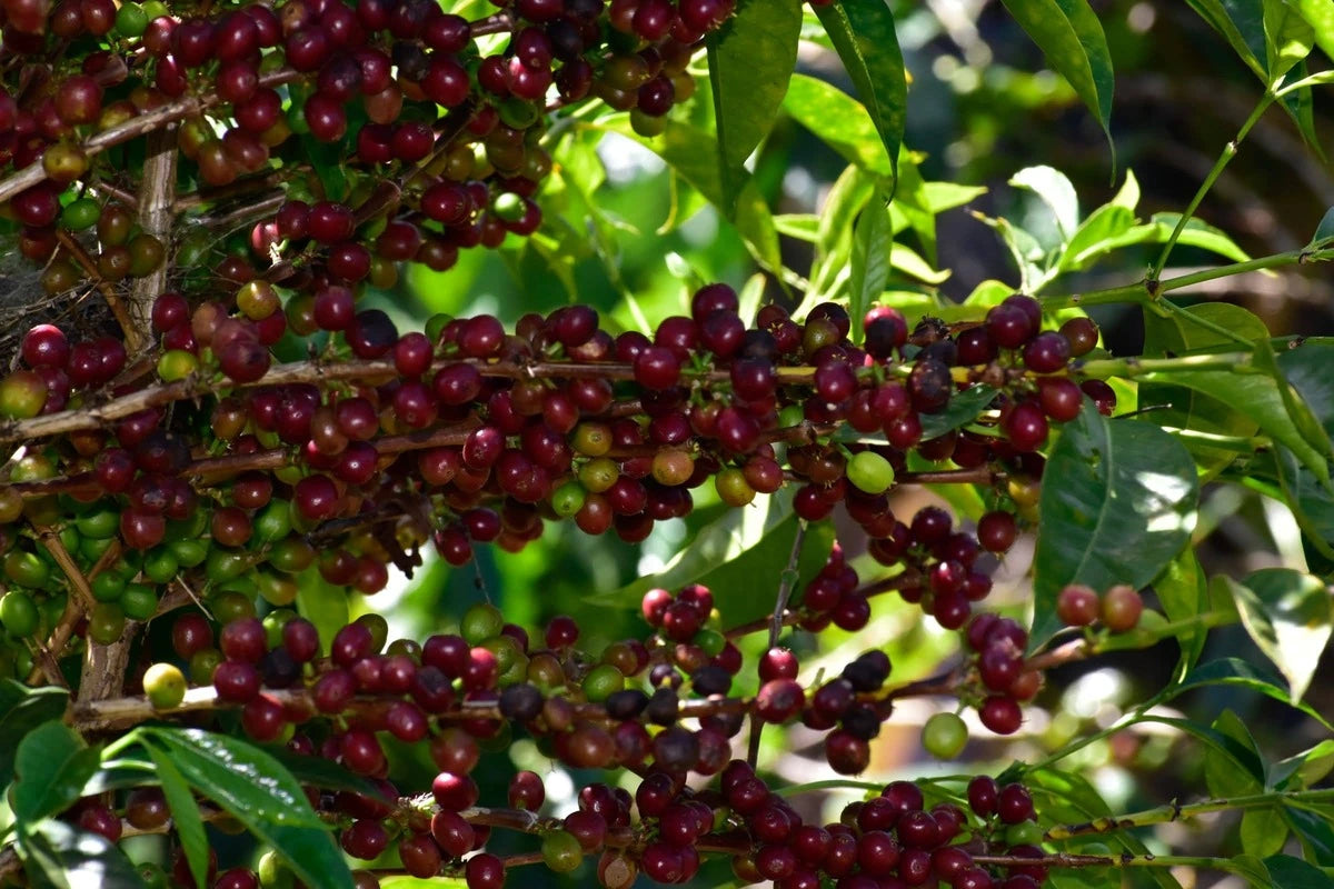Café de Etiopía – Guji Shakisso Hadeso - Lavado Organico