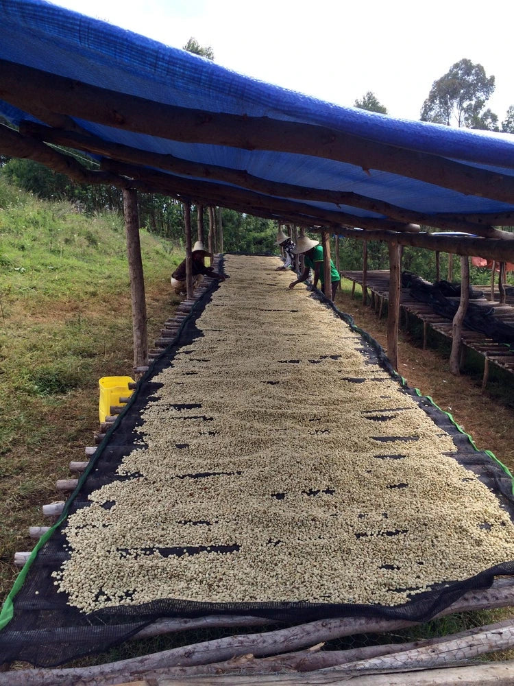 Ethiopian Coffee - Sidama