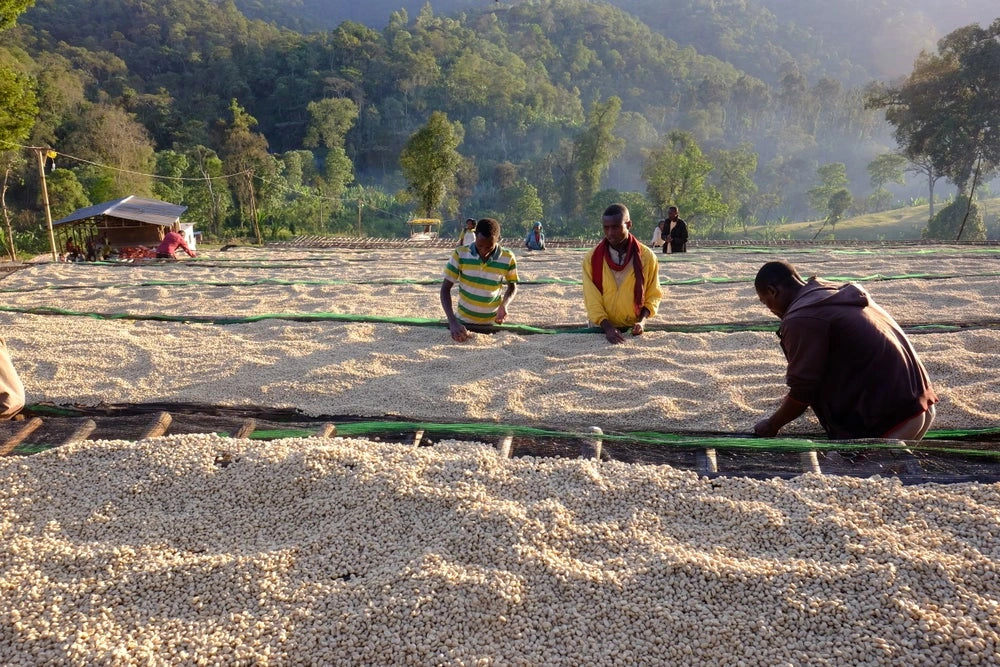 Ethiopian Coffee - Sidama