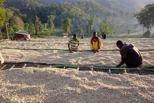 Café de Etiopía - Sidama (lavado)