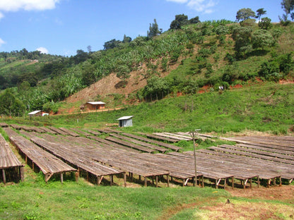 Ethiopian Coffee - Sidama