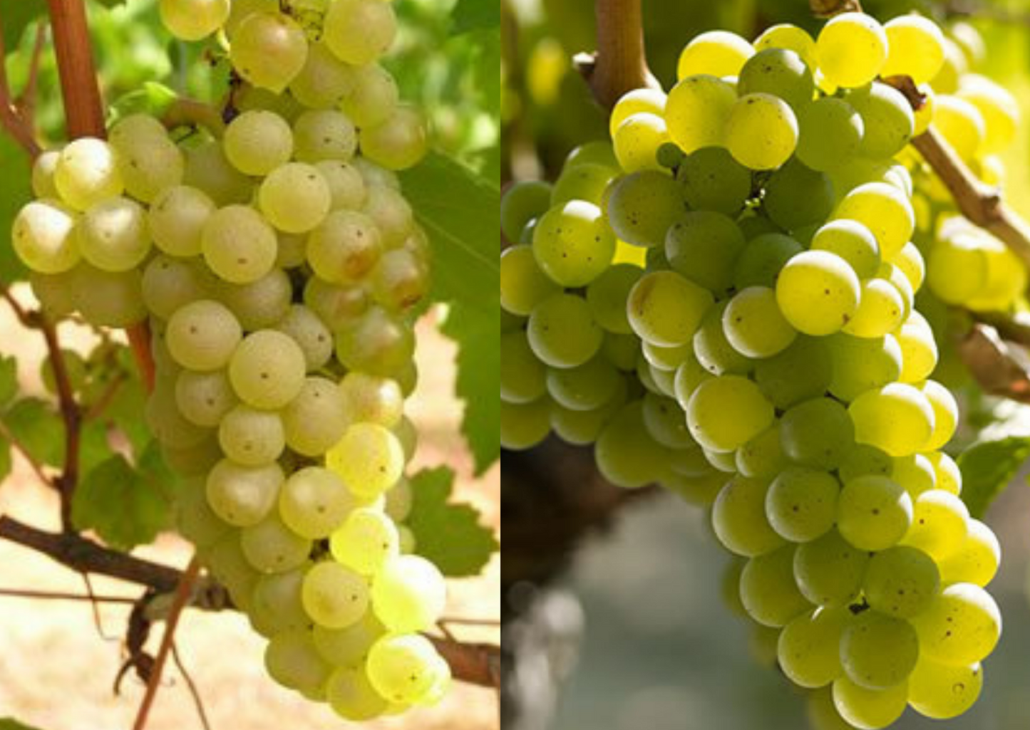 Vino Blanco Collection Blanc 2024