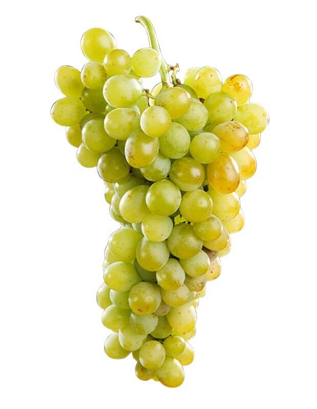 Vino Blanco Crestissimo Moscato