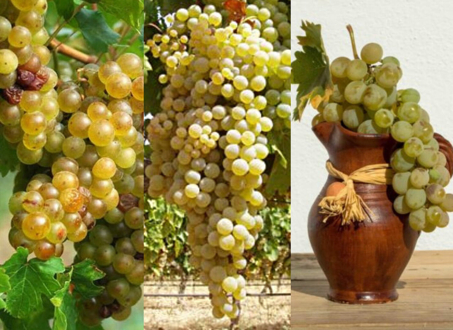 Vino Blanco La Encina del Ingles Blanco 2024