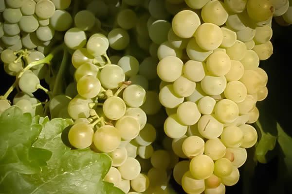 Vino Blanco Viña Salceda Blanco Sobre Lías 2023