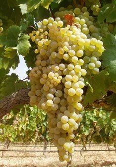 Vino Blanco Fresquito de Tinaja 2024