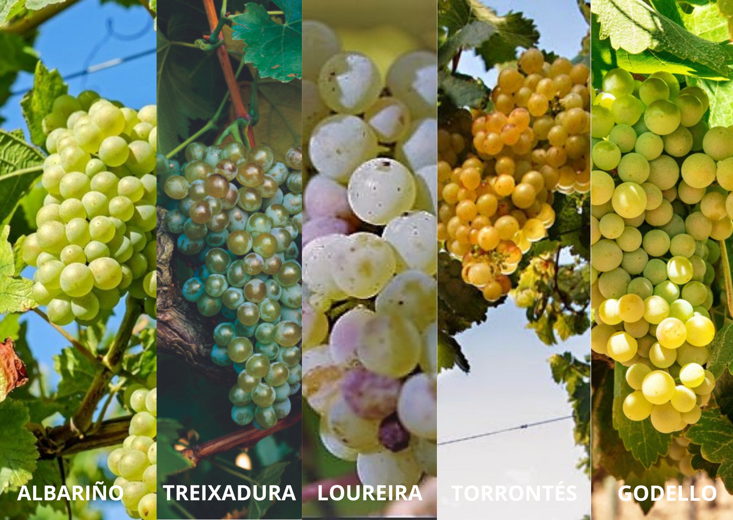 Vino Blanco A Vilerma