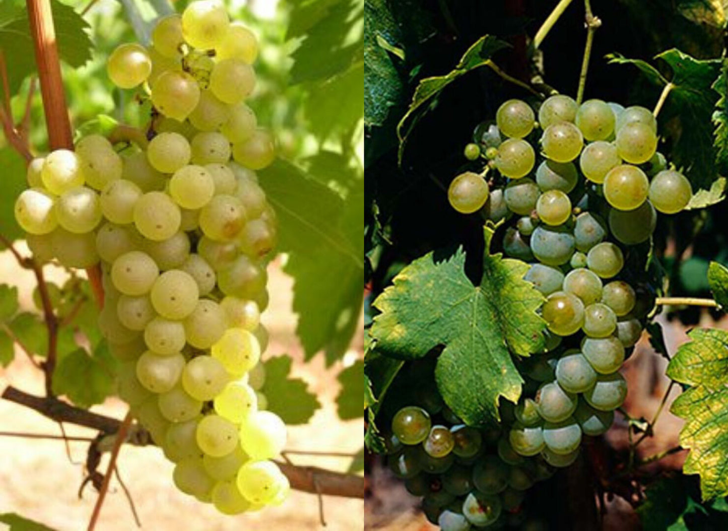 Vino Blanco Soplagaitas 2024 - Eco