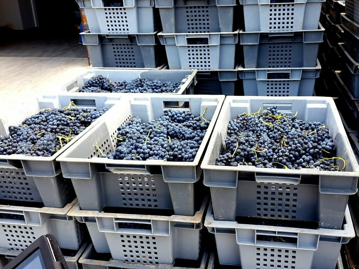 Vino Tinto Cair Cuvee 2022