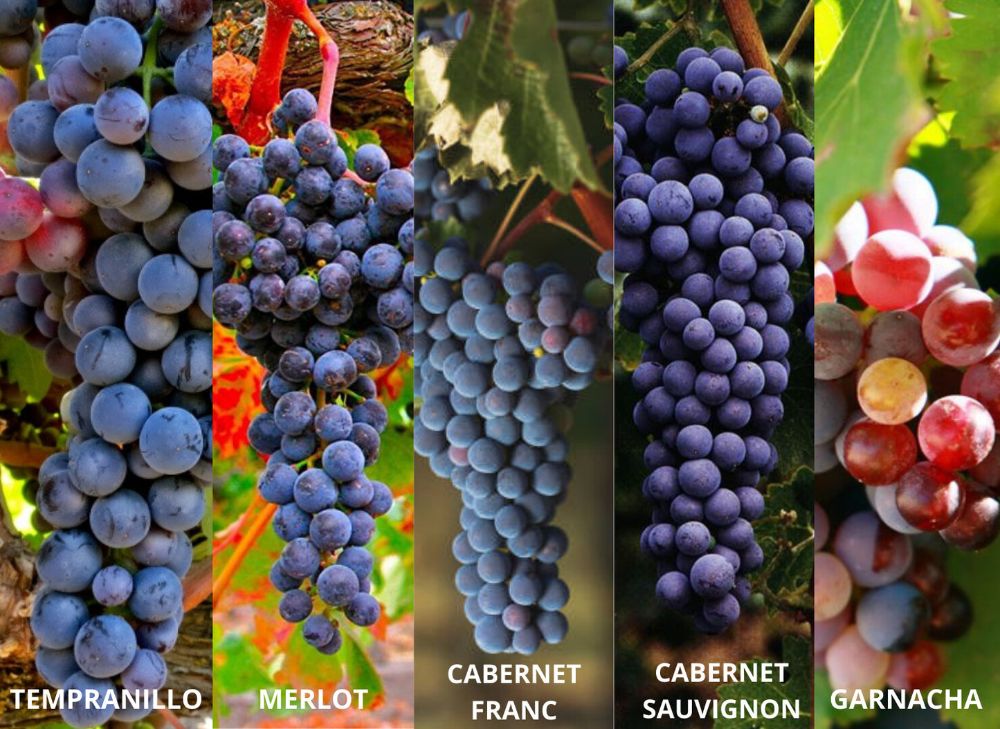 Vino Tinto Colonia 40 2024 - Eco