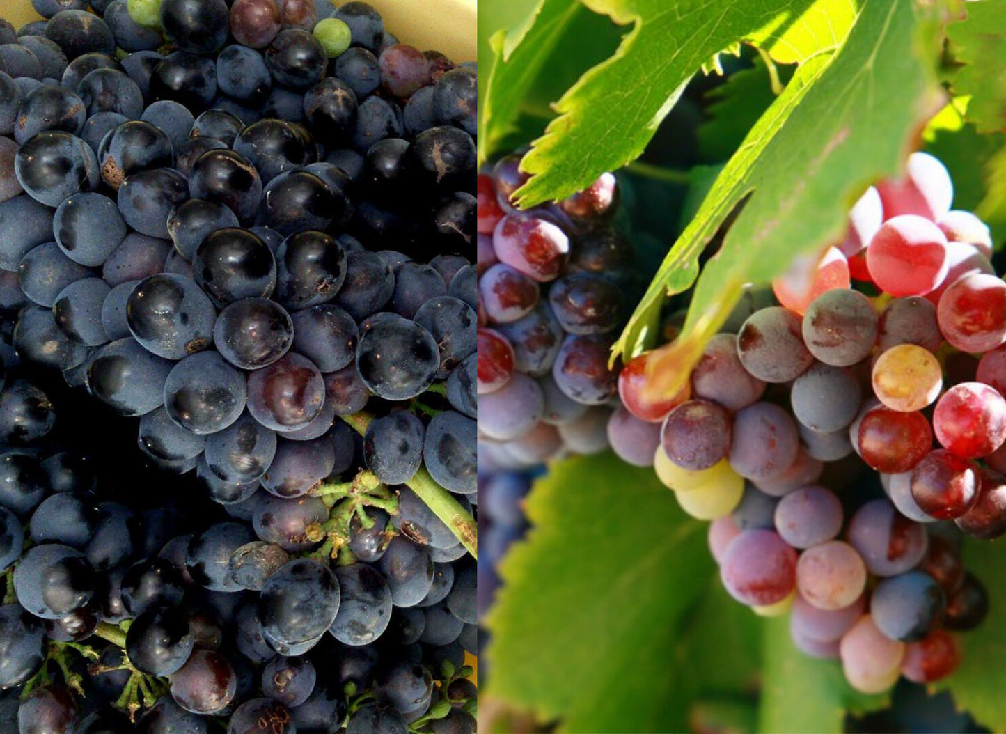 Vino Tinto La Encina del Ingles Tinto 2024