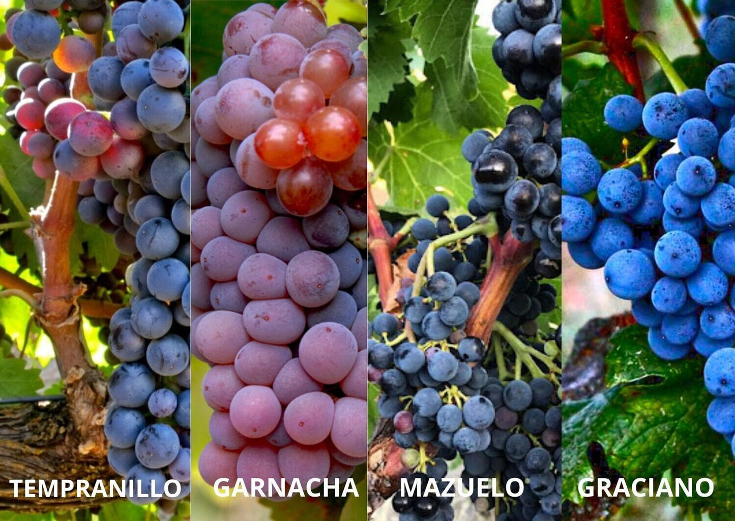 Vino Tinto Tio Martin Crianza 2022