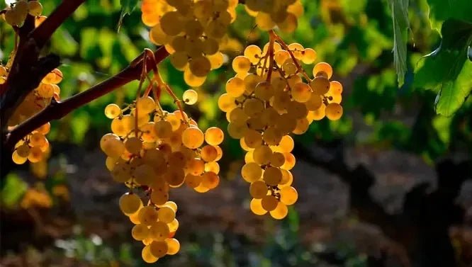 Vino Espumoso Privat Atelier - Black Jebena