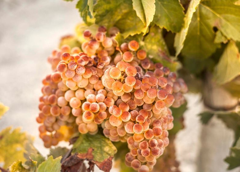 Vino Generoso Manzanilla Fernando de Castilla Classic