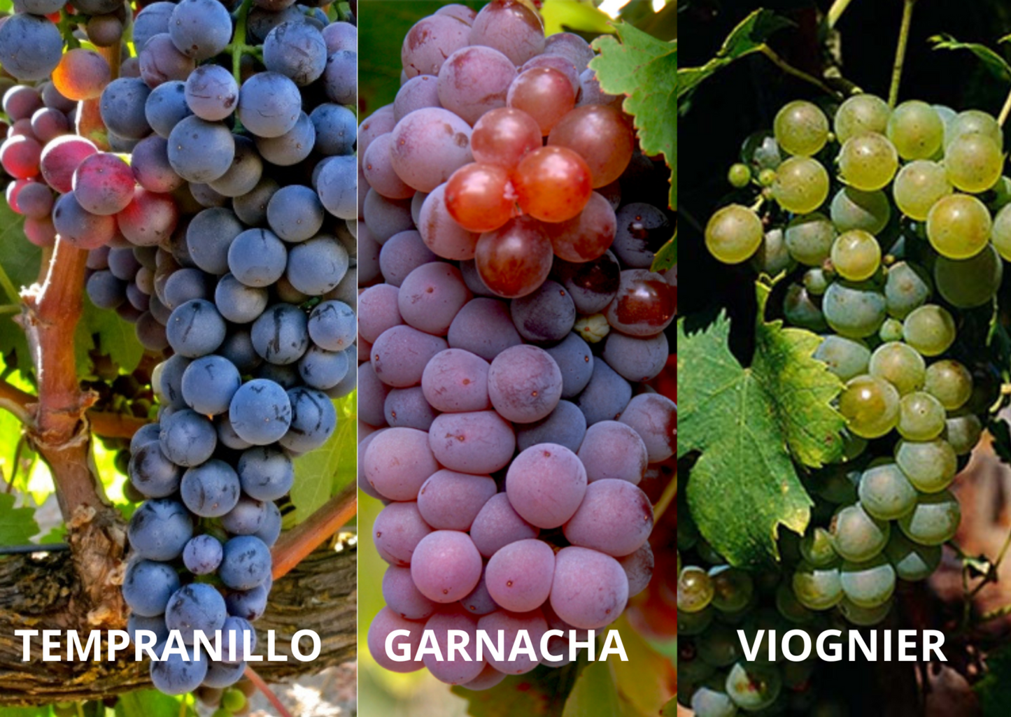 Vino Rosado Victoria 2024