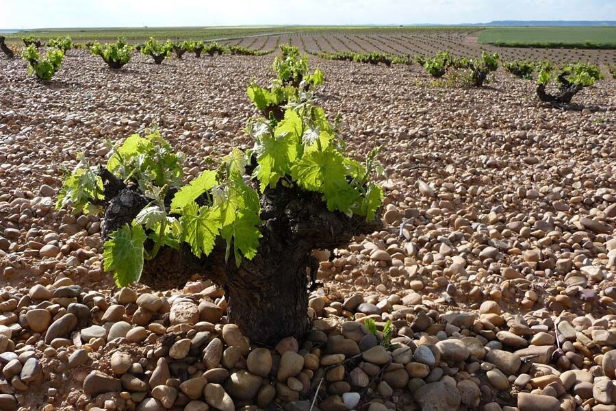 Vino Rosado Victoria 2024